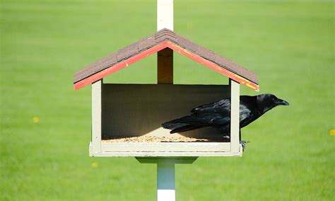 Attracting Crows to Your Back Yard