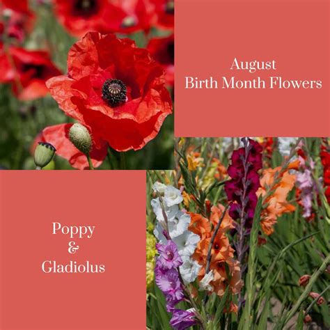 Petal-perfect August: Discover the Blooming Beauty of this Month's Signature Flower