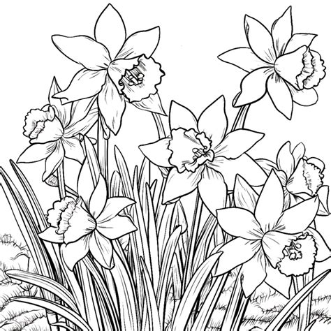 Ausmalbilder Frühlingsblumen Gratis