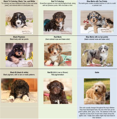 Aussiedoodle Color Chart