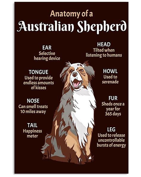 Australian Shepherd Anatomy: Understanding The Physical Features Of
This Loyal Breed