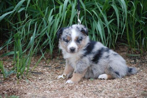 Australian Shepherd Border Collie Mix Puppies For Sale Colorado