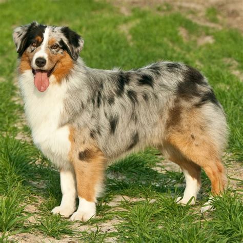 Australian Shepherd Demeanor: Relaxed And Unique