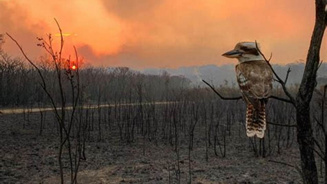 Australian Wildfires 2024