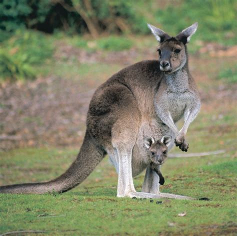 Australian Animals