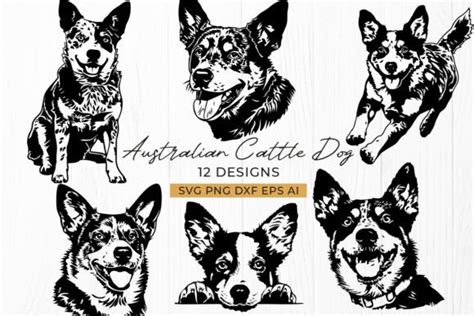 Download Australian Cattle Dog SVG File - SVG Design Silhouette Free PSD Mockups