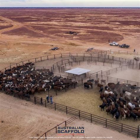 Australian Cattle Station