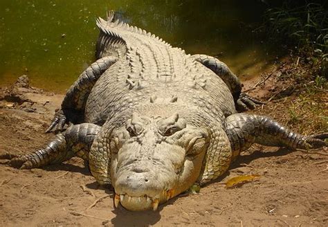 Australian Crocodiles