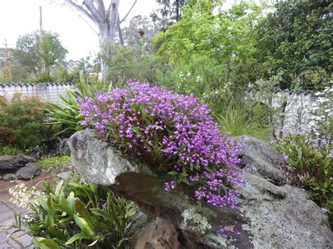 Australian Dendrobium
