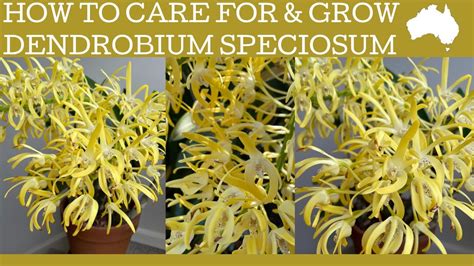 Australian Dendrobium Care