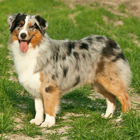 Australian Shepherd Information Dog Breeds at thepetowners