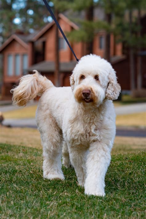 Australian Labradoodle