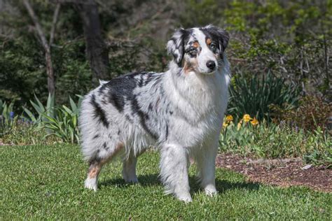 Australian Shepherd Activity Level