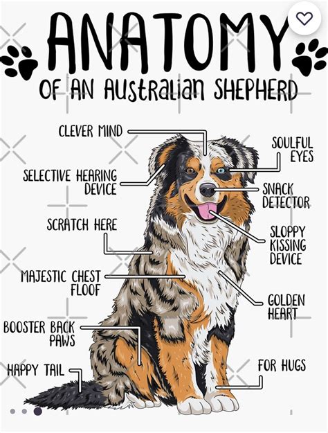 Anatomy of an Australian shepherd OC WiggleButts