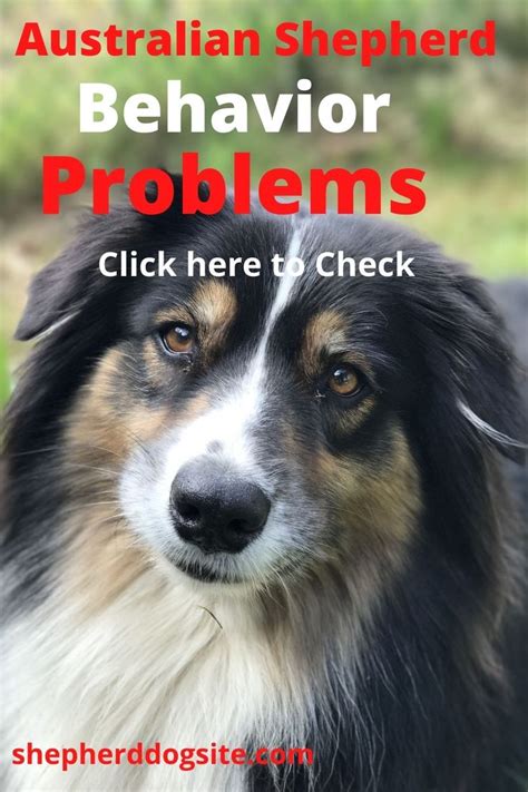 Top 6 Reasons Why Australian Shepherds Sploot + Dangers