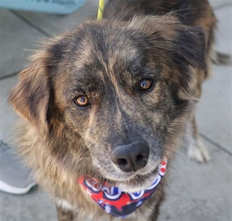 What Do You Know about Australian Shepherd Colors? K9 Web