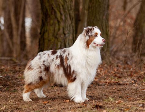 Brown Merle Australian Shepherd