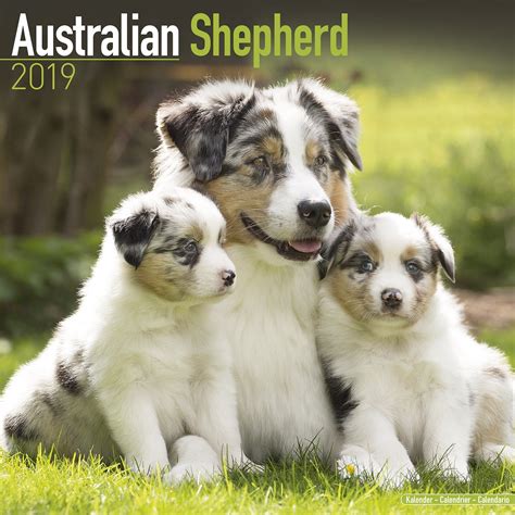 Australian Shepherd Calendar