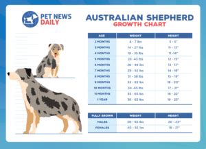 Australian Shepherd Weight+Growth Chart 2022 How Heavy Will My
