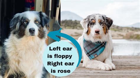 45+ Australian Shepherd Ears Standard l2sanpiero