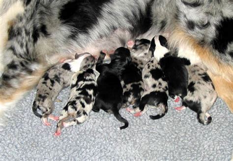 Australian Shepherd Litter Size French Bulldog