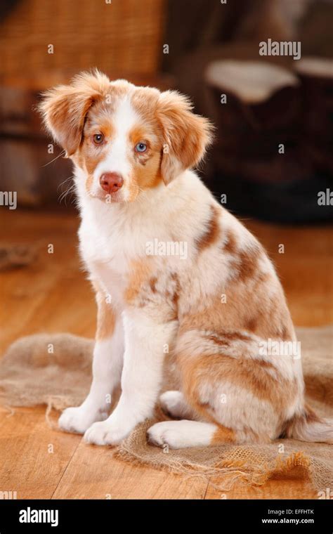 Red Merle Mini Australian Shepherd Puppy Dogs Pinterest