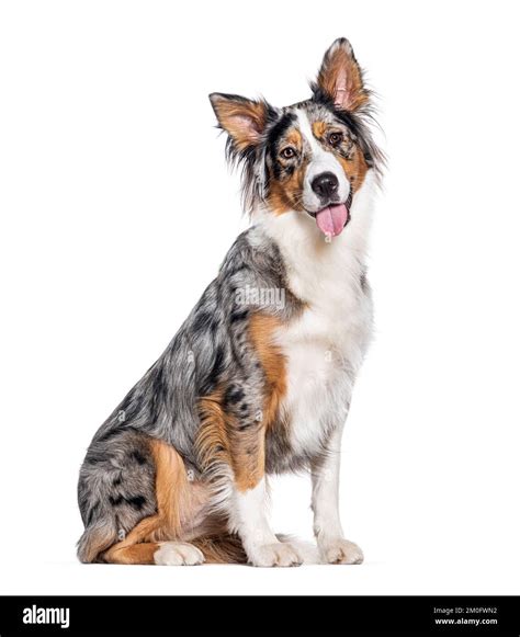 Portrait of a Panting Australian Shepherd, Isolated Stock Photo Image