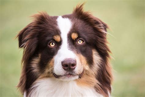 Australian Shepherd History, Personality, Appearance, Health and Pictures