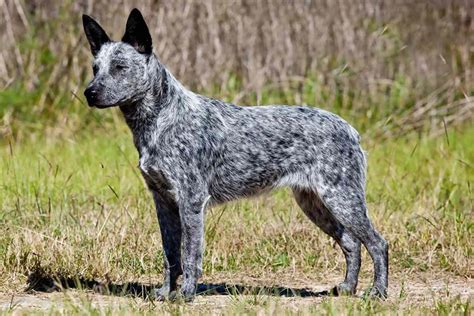 Australian Stumpy Tail Cattle Dog Breed Guide Learn about the