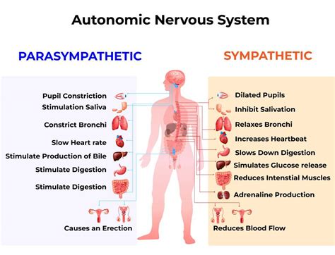 Autonomic Nervous System: Function & Disorder Solutions