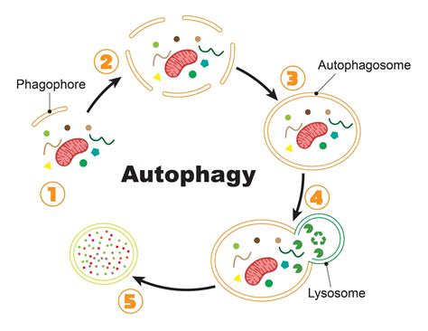 Autophagy Process