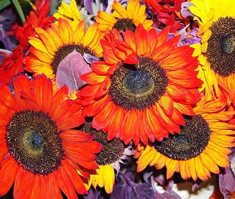 Fall in Love with Autumn Beauty: The Captivating Sunflower Variety that Adds a Touch of Splendor to Your Garden