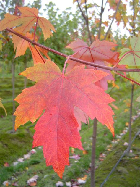 Autumn Maple Leaves
