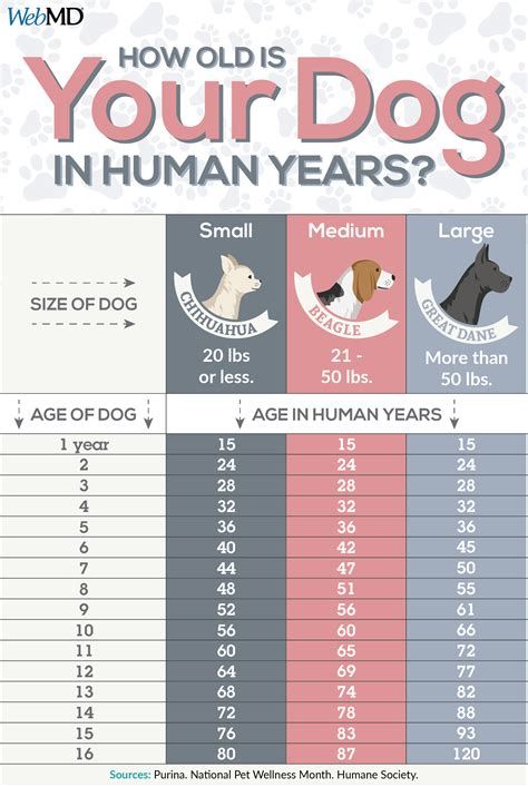Average Age For Dogs To Die