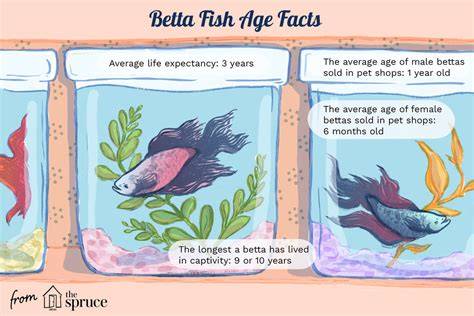 Average Life Of A Betta Fish