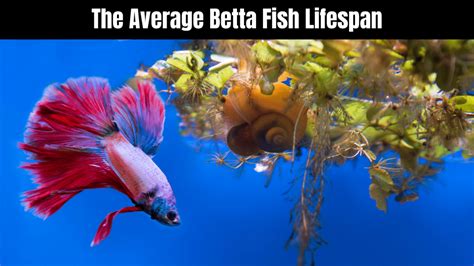 Average Lifespan Of Betta Fish