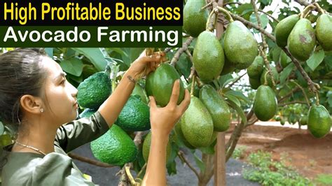 Avocado Farming Business Plan In Ethiopia Pdf