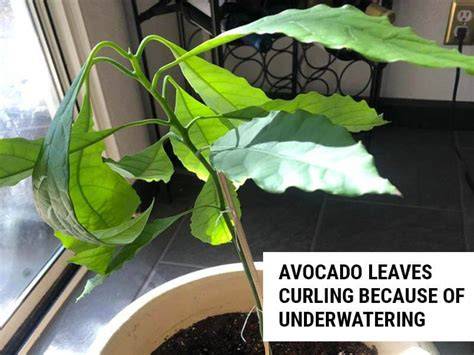 Avocado Leaves Curling