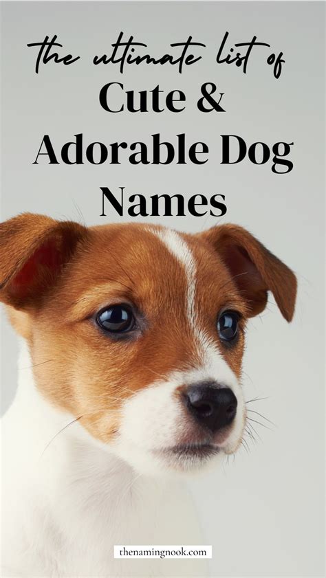 Awesome Adorable Dog Names