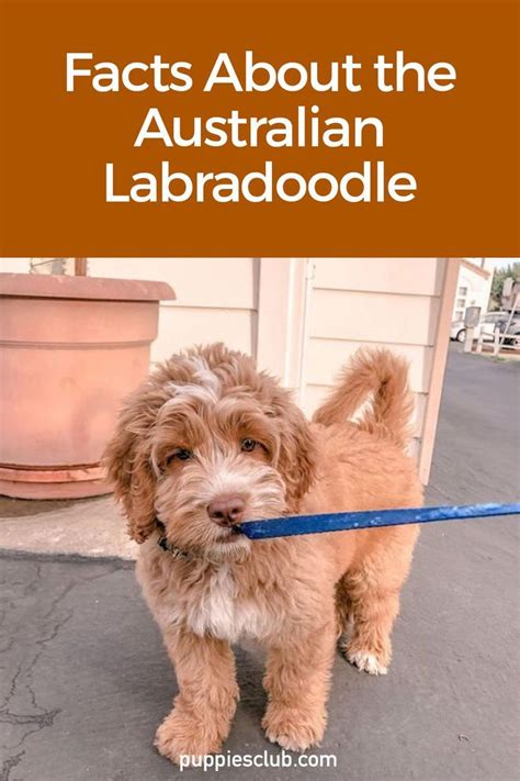 Awesome Australian Labradoodle Facts