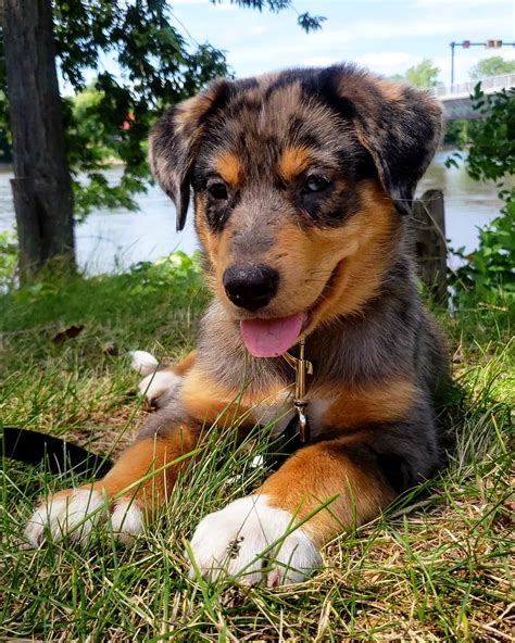 Awesome Australian Shepherd Mix Lab
