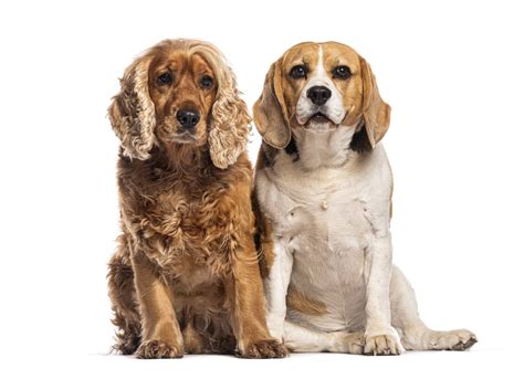 Awesome Beagle Cocker Spaniel