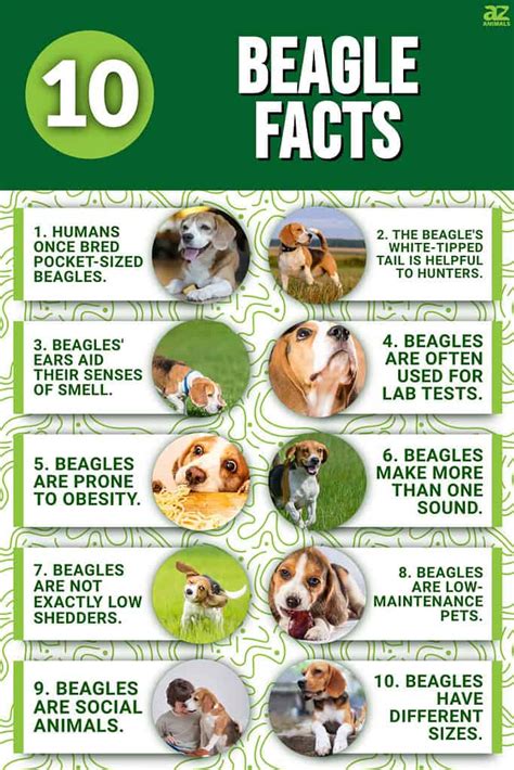 Awesome Beagle Facts