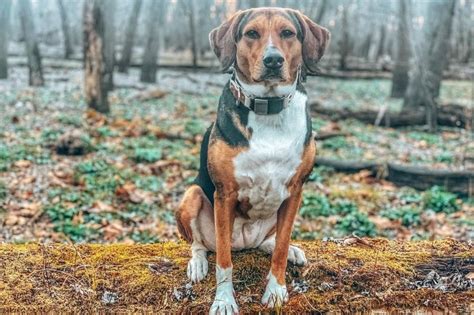 Awesome Beagle Lab