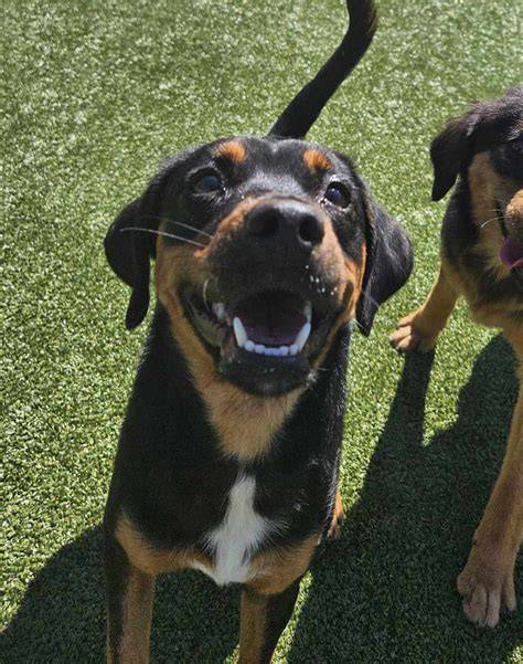 Awesome Beagle Lab Mix For Sale