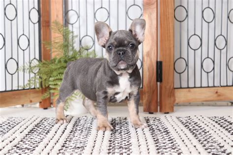 Awesome Blue Frenchie