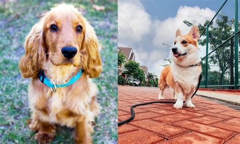Awesome Corgi Cocker Spaniel Mix
