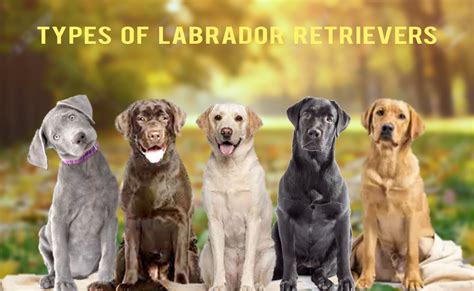 Awesome Different Labrador Breeds
