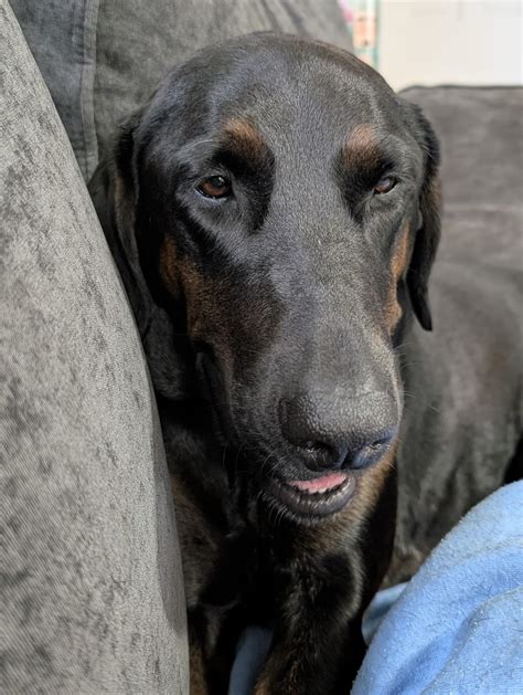 Awesome Doberman Lab Mix