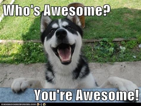 Awesome Dogs Memes